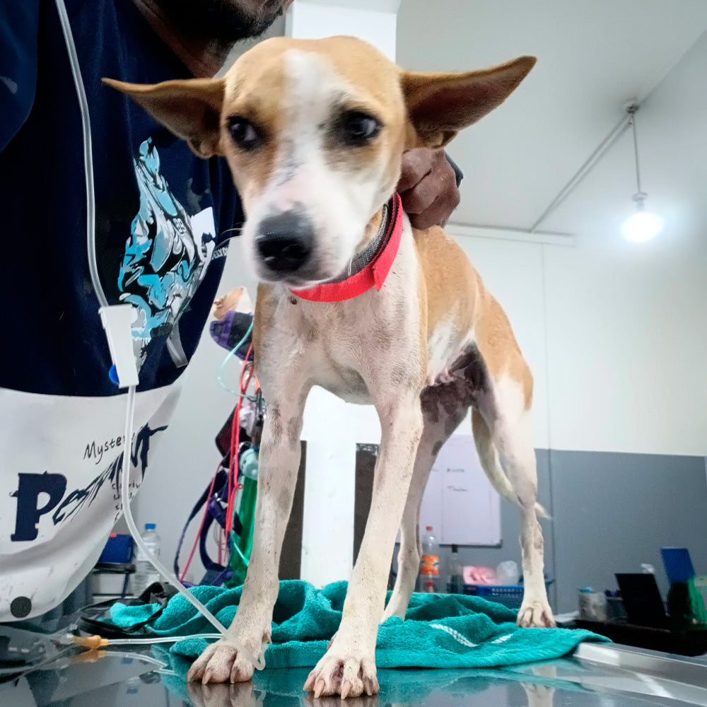 Kompletné očkovanie vrátane besnoty